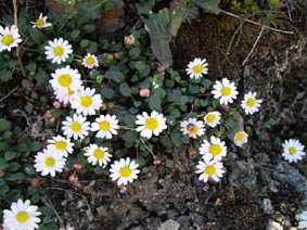 Bellium bellidioides